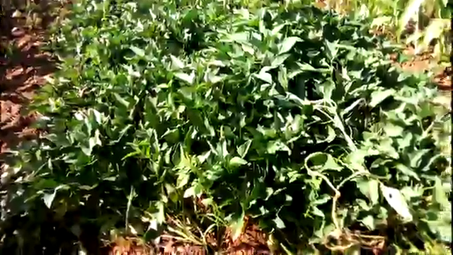 Sweet potato production