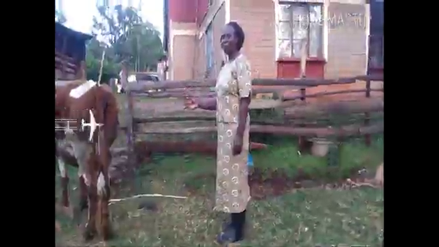 Cow rearing 