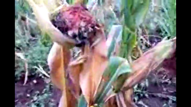 Class basidiomycetes   - nakuru…