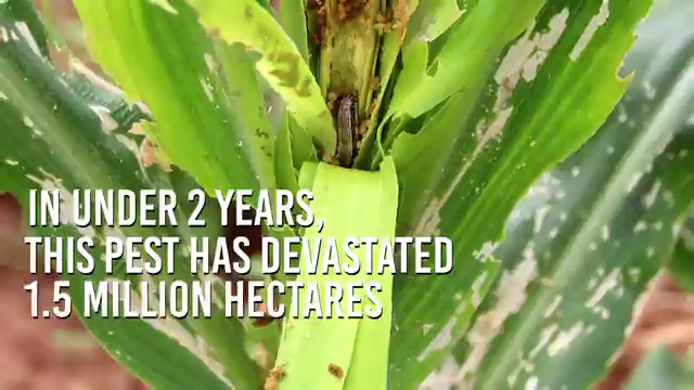 Fall army worm in africa 