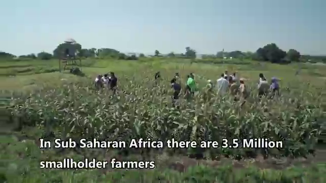 Push-pull the zimbabwean…