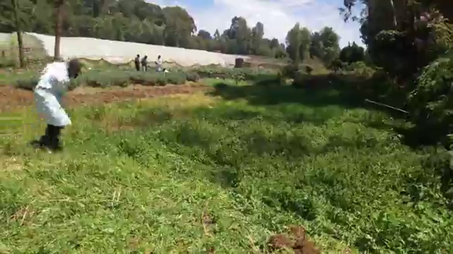 Sukuma wiki production 