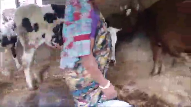 Hand milking of cows  