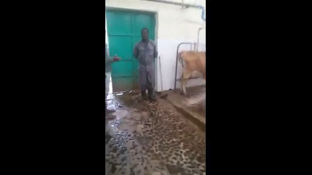 Dairy production 