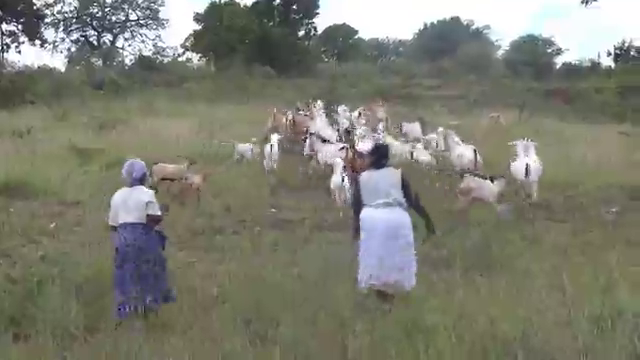 Make money from goat farming 