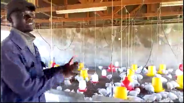 Feeding of broiler chicken 101 