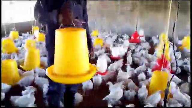Broiler feeding 