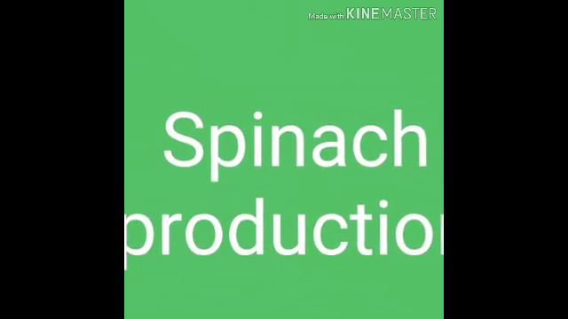 Spinach production 