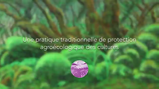 Fourmis tisserandes dans le Delta…
