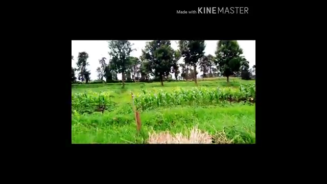 Maize morphology 