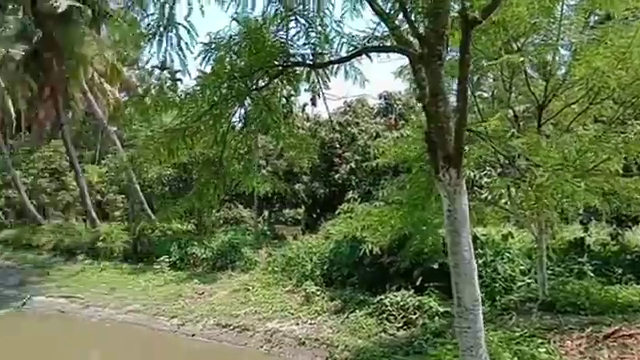 কাগুজী লেবু এবং আমলকি চাষ করে সফল…