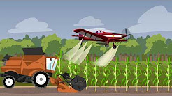 History of maize cultivation and…