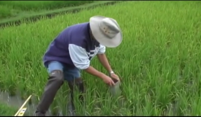Alternate wetting and drying -…