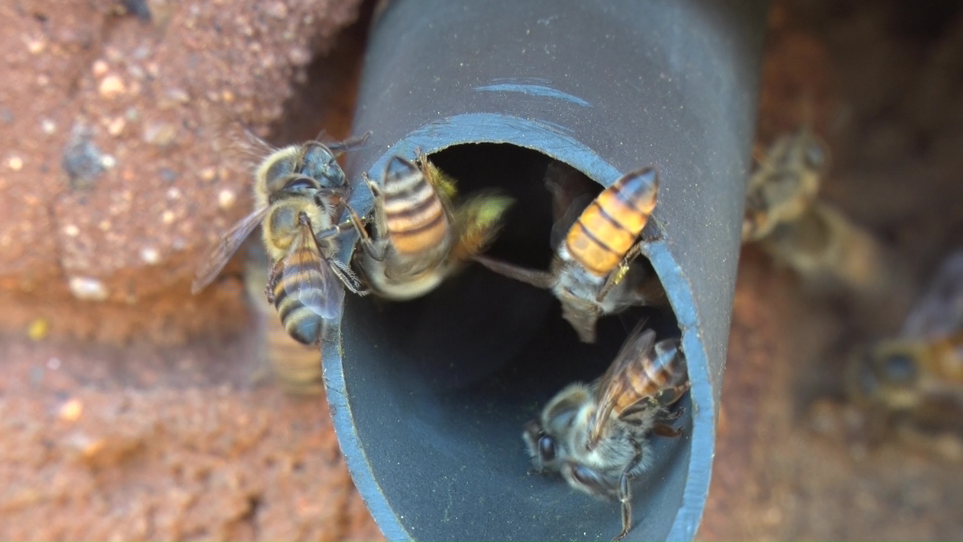 Promoting production and marketing…