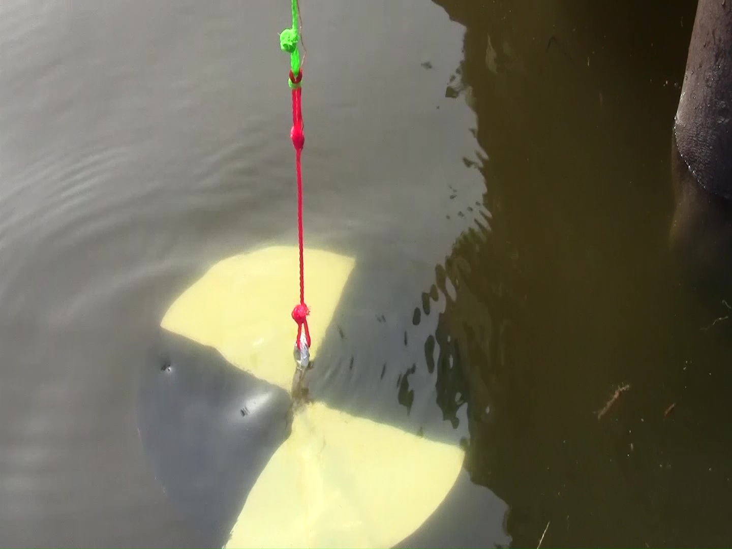 How to use the secchi disk 
