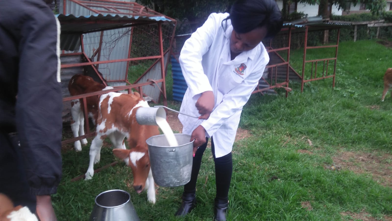 Livestock Production -Pigs