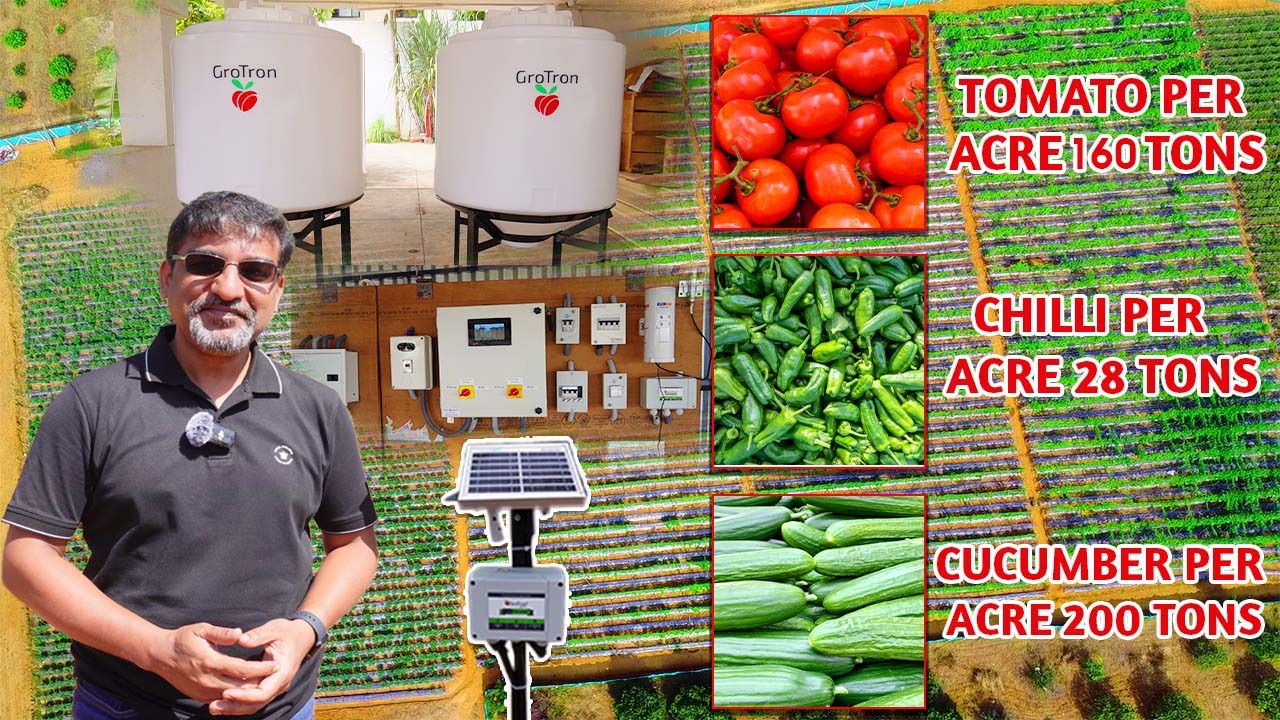 Tomato Per Acre 160 Tons | Chilli…