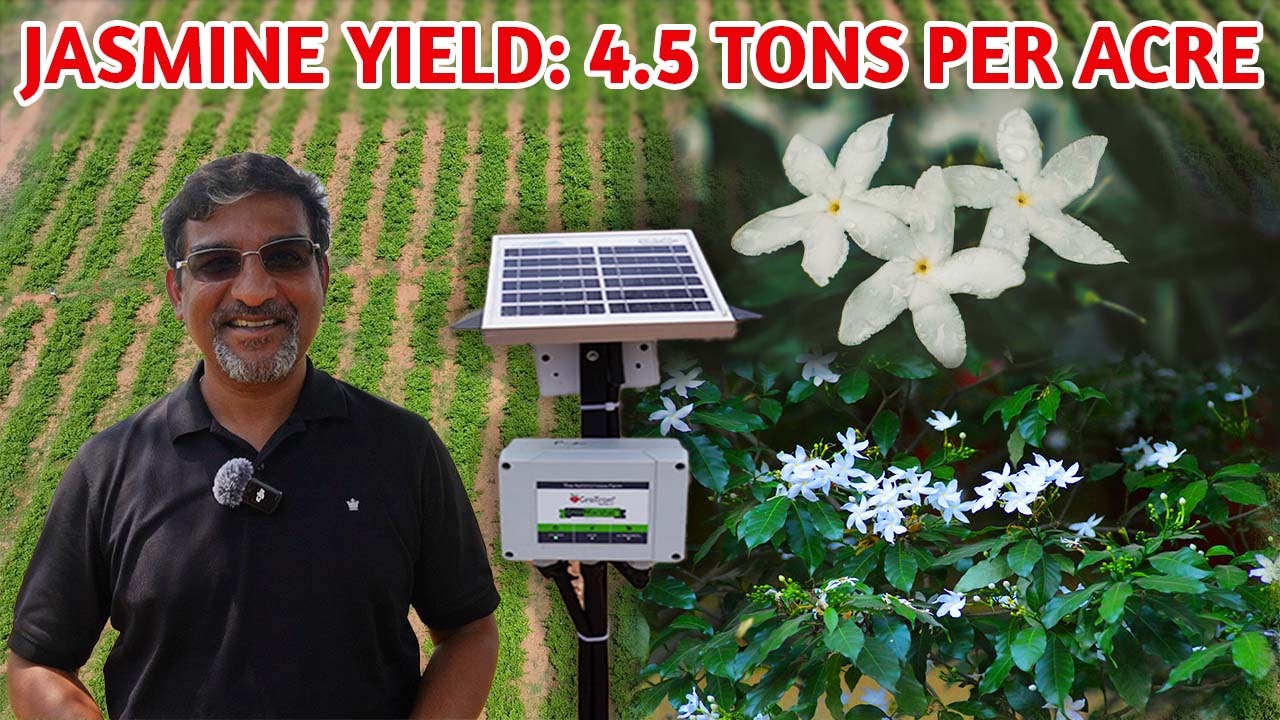 Jasmine Yield: 4.5 Tons Per Acre…