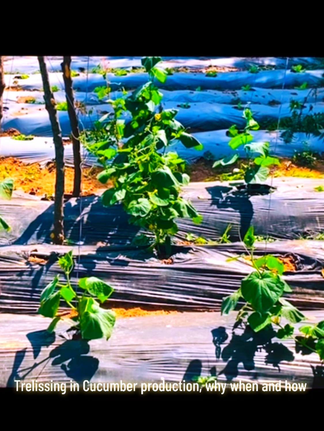 Trellising in cucumber production…