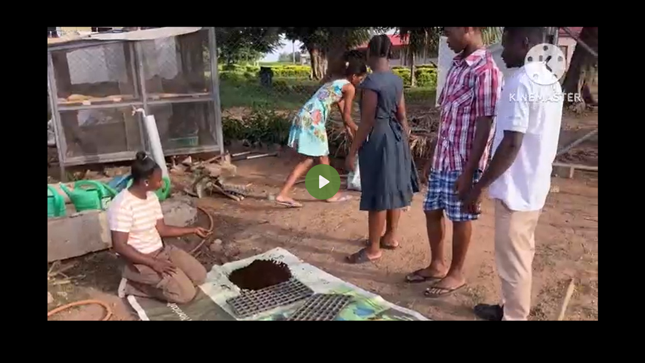 Nursing lettuce seed using seed tray 