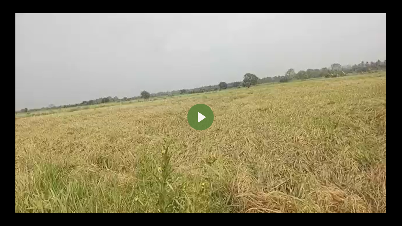 How to know that rice is ready to…