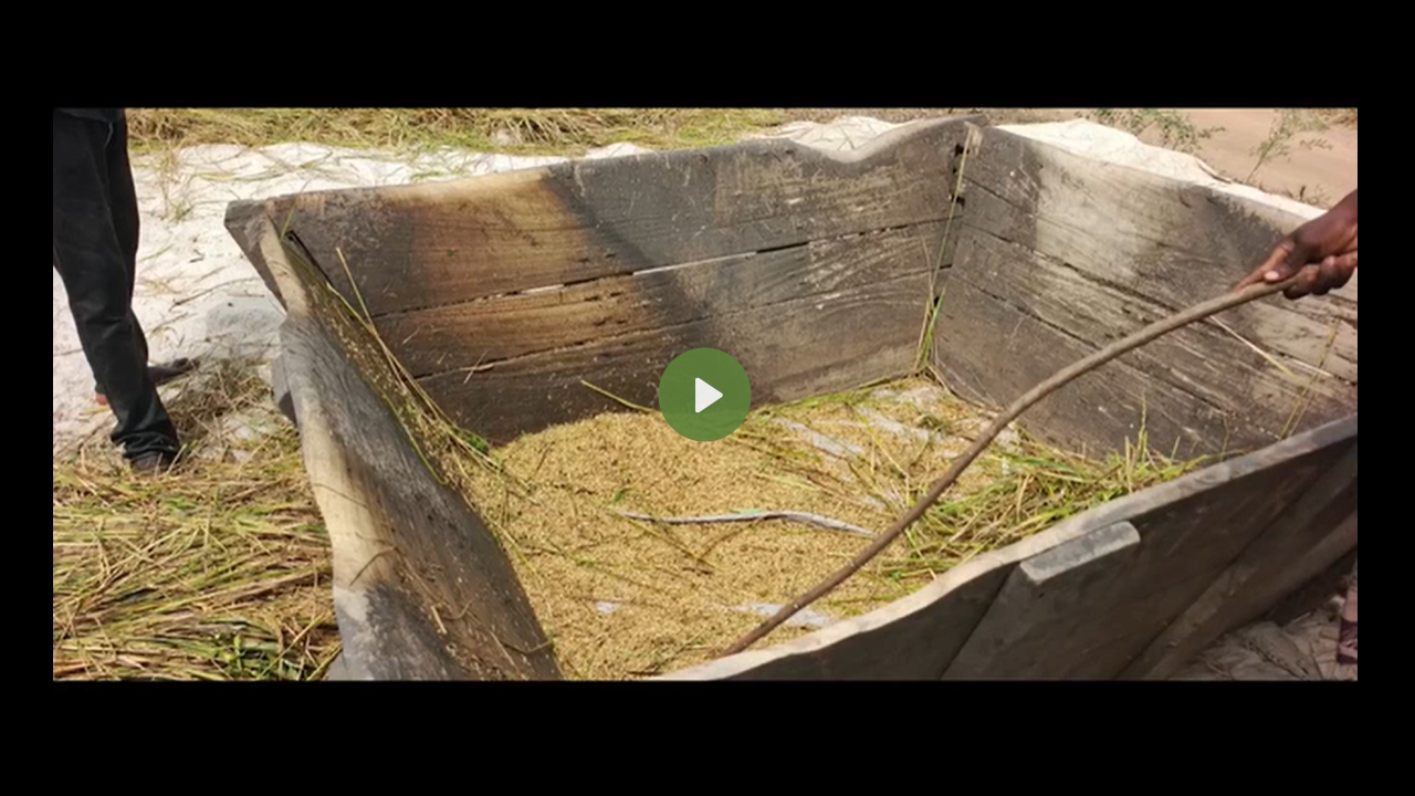 Traditional method of threshing…
