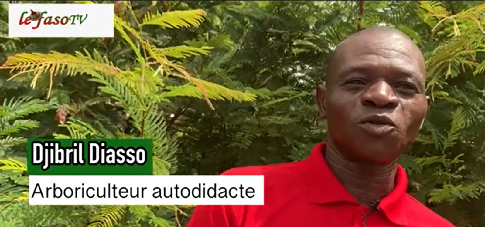 Arbres fertilisant / Fertilizer…
