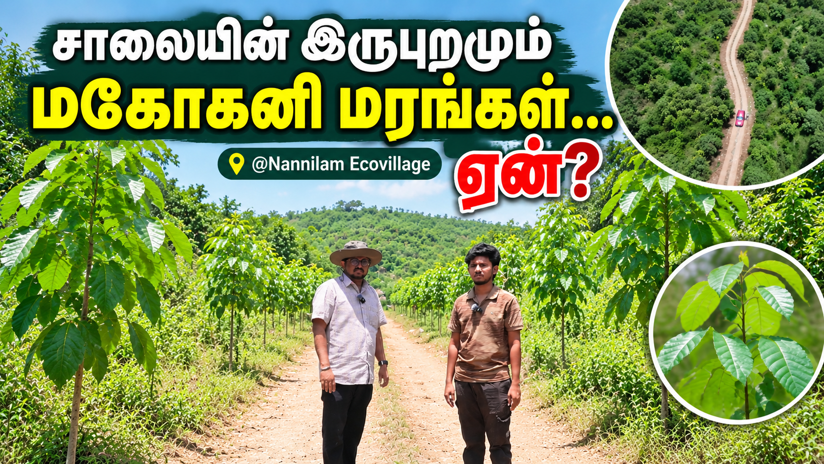 சாலையின் இருபுறமும் மகோகனி மரங்கள்… ஏன்? |…