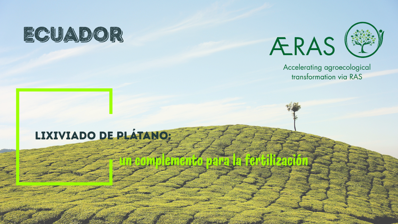 Lixiviado de plátano: un…