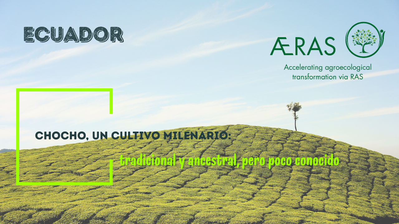 Chocho, un cultivo milenario:…