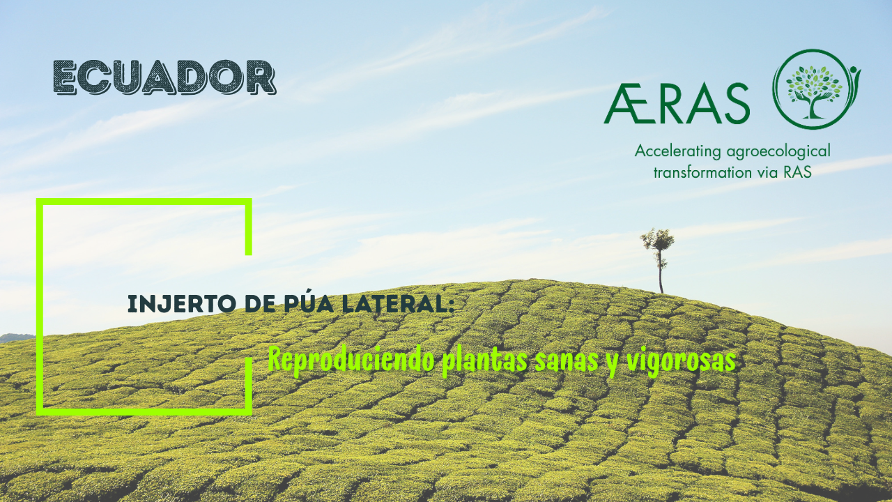 Injerto de púa lateral:…