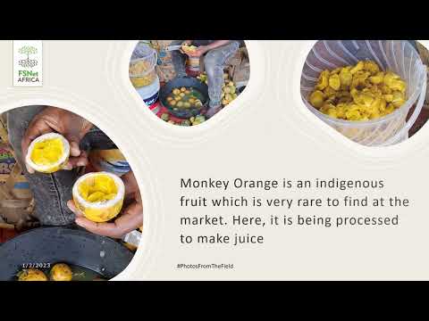 Field photos Innocensia John