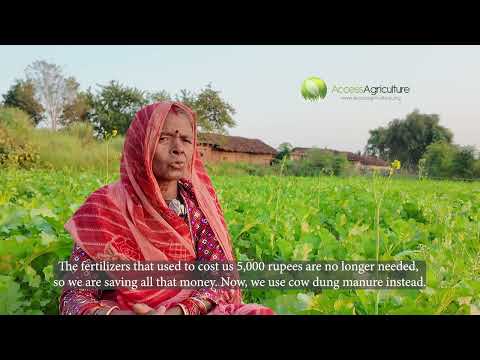 The Seven-Leaf Secret: