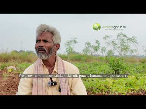 The Soil Recovery